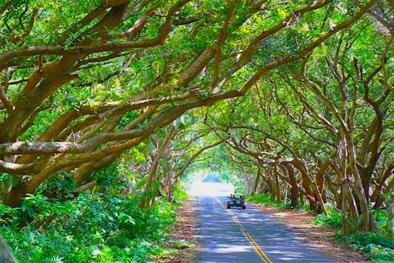 Puna Pod Pahoa المظهر الخارجي الصورة